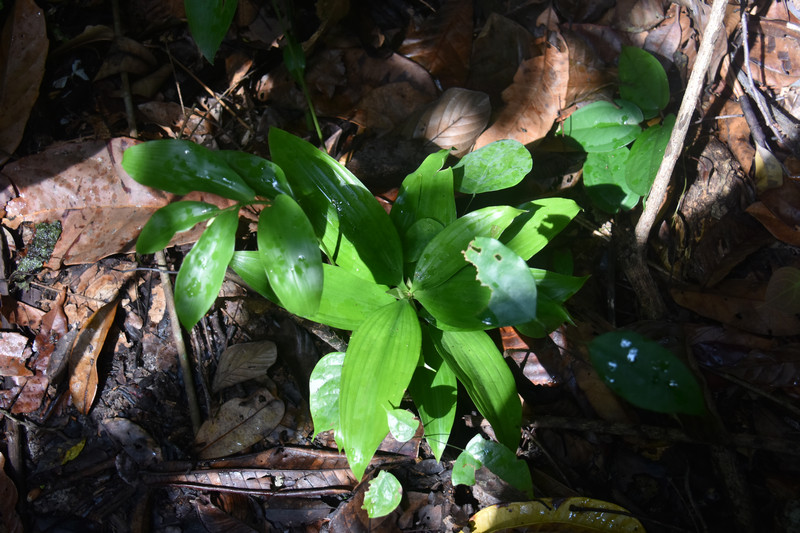 43 le muguet